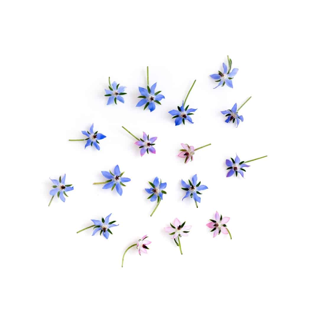 BORRAGINE FIORI EDULI