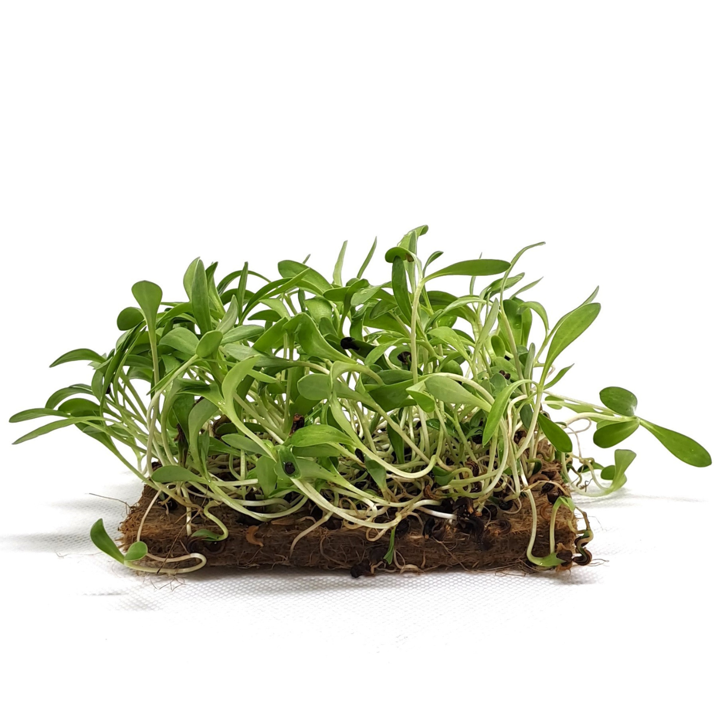CALENDULA MICROGREEN