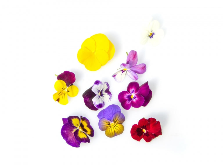 VIOLE FIORI EDULI