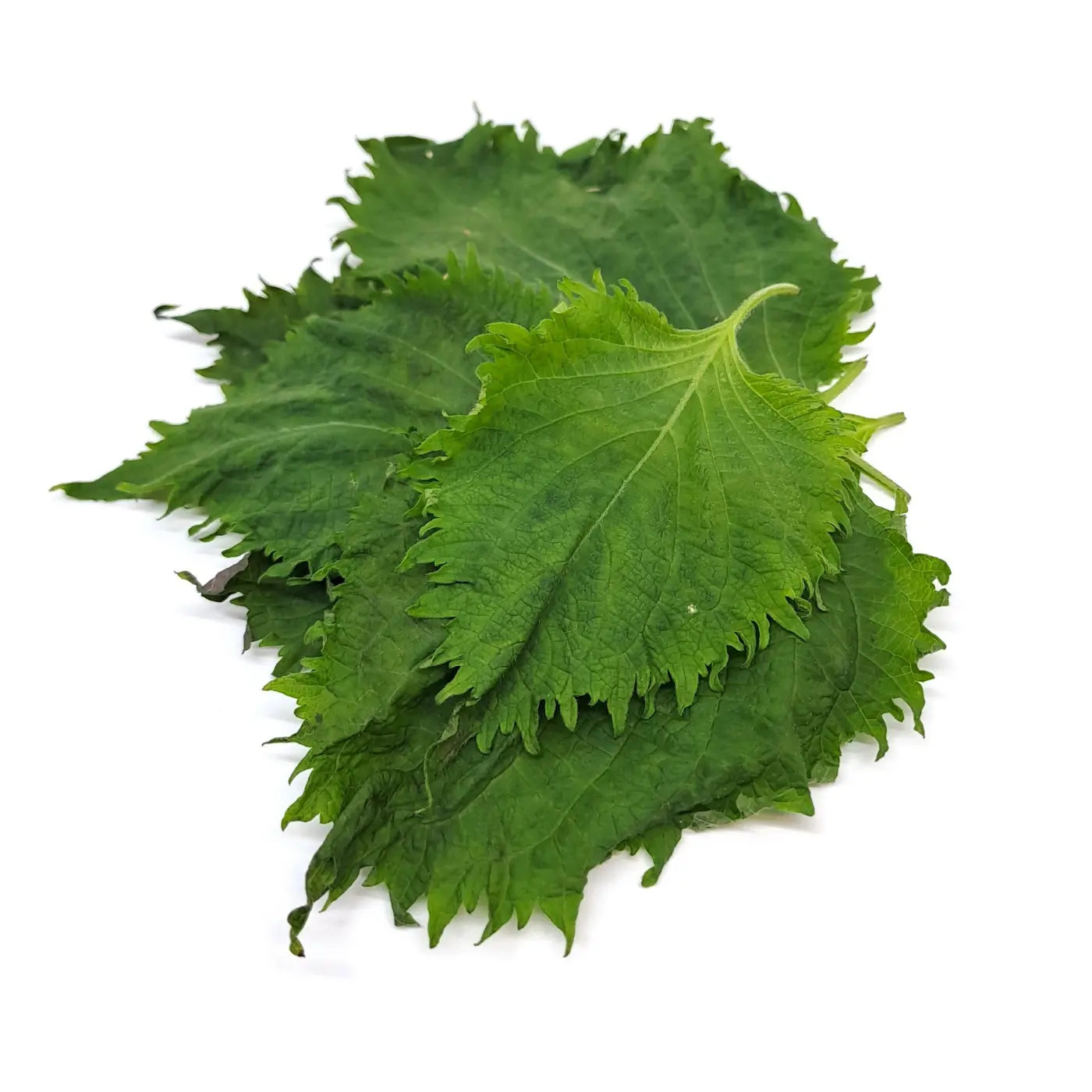 FOGLIE DI SHISO VERDE