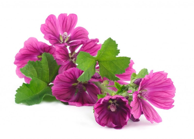 MALVA FIORI EDULI