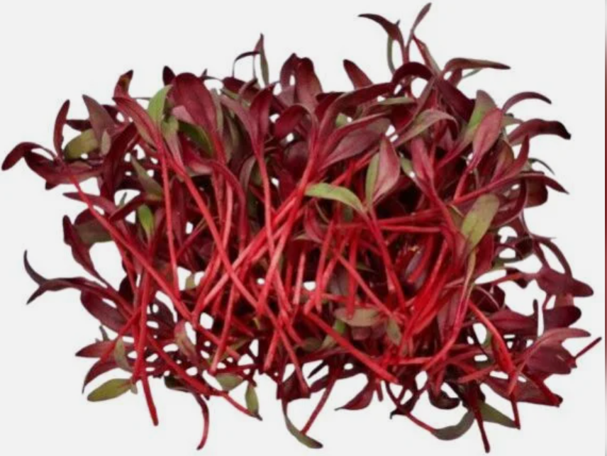 BARBABIETOLA
