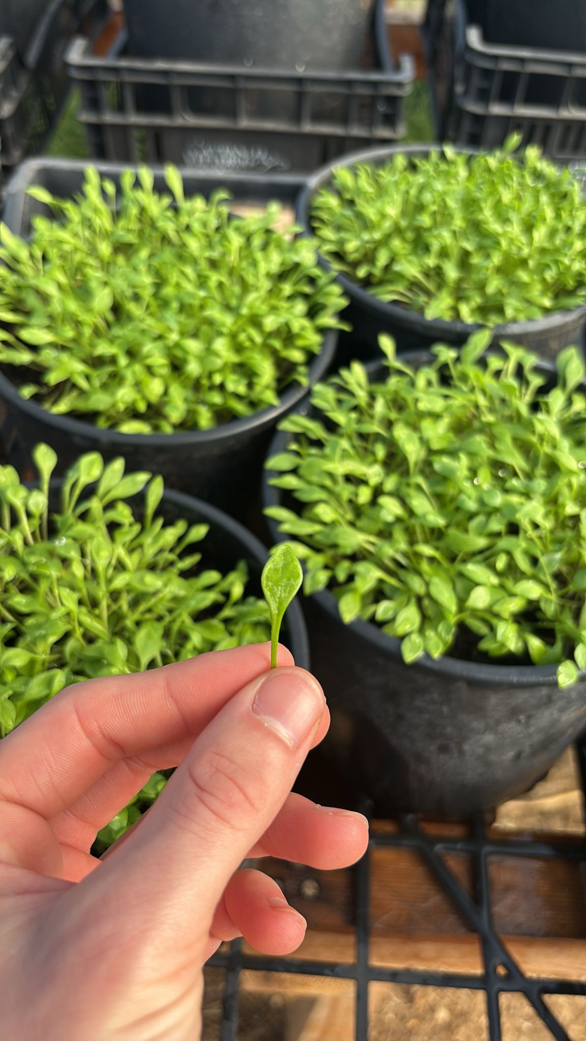 PORTULACA INVERNALE