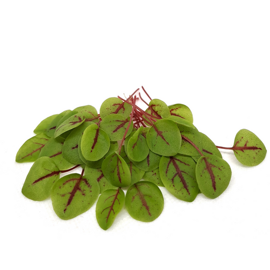 VENA CRESS