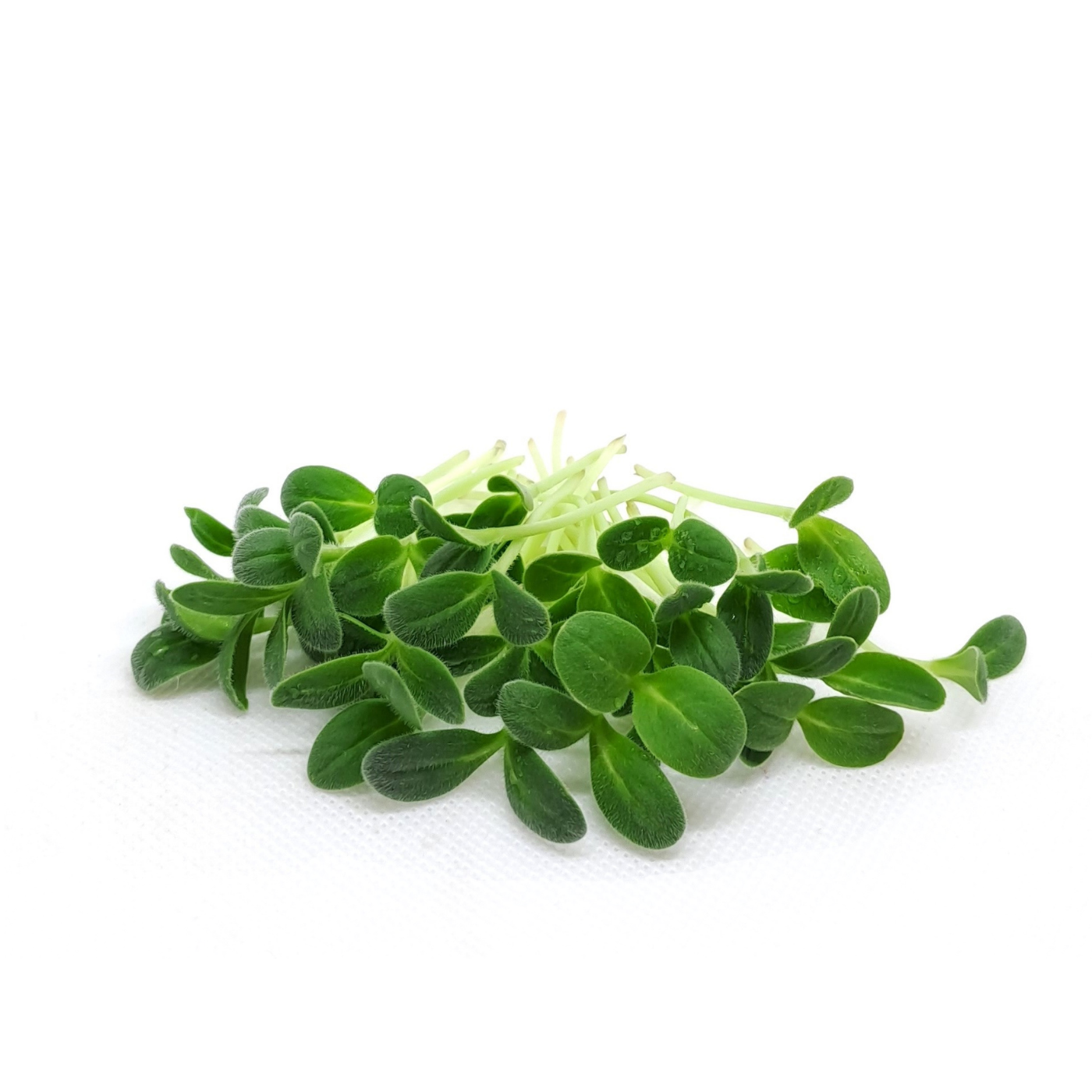 Borragine