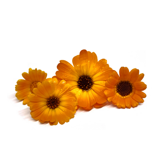 Fiori di Calendula