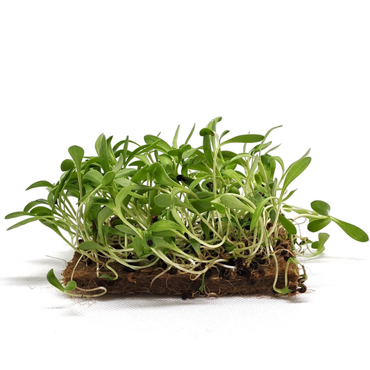 CALENDULA MICROGREEN