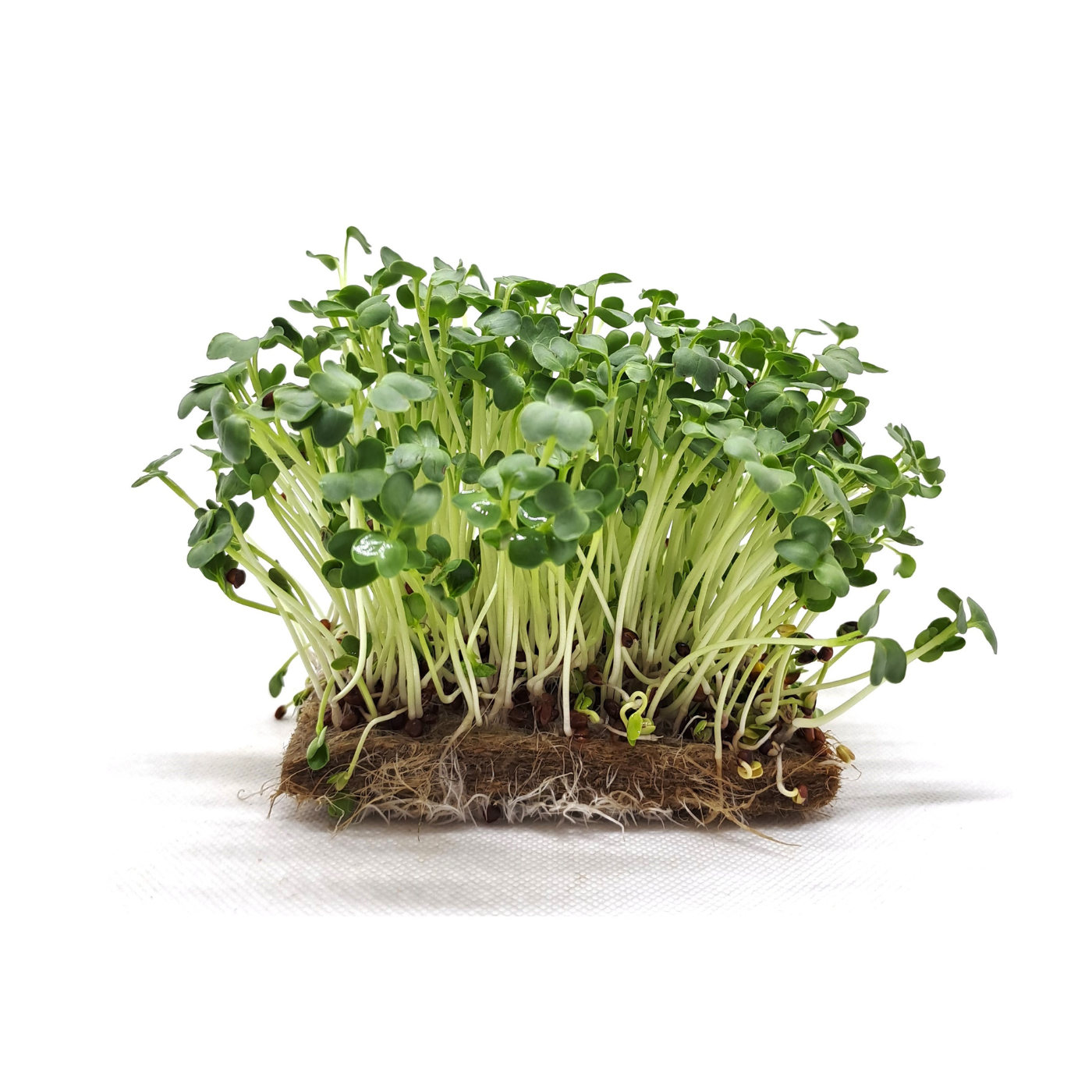 DAIKON