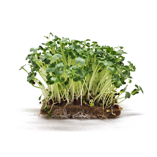 DAIKON