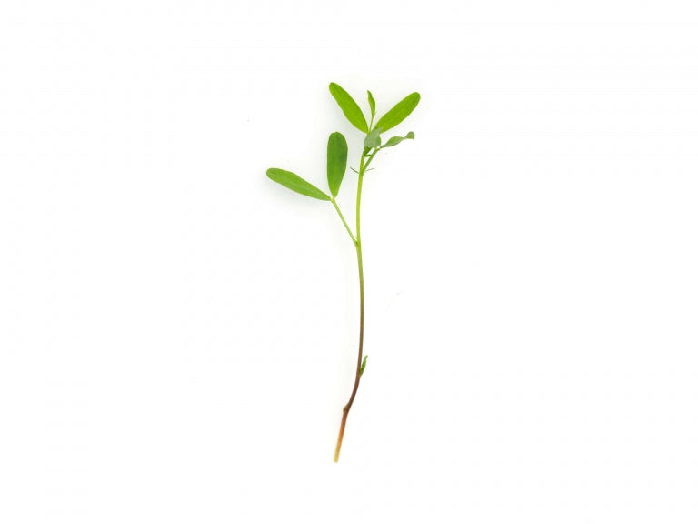 LENTICCHIE