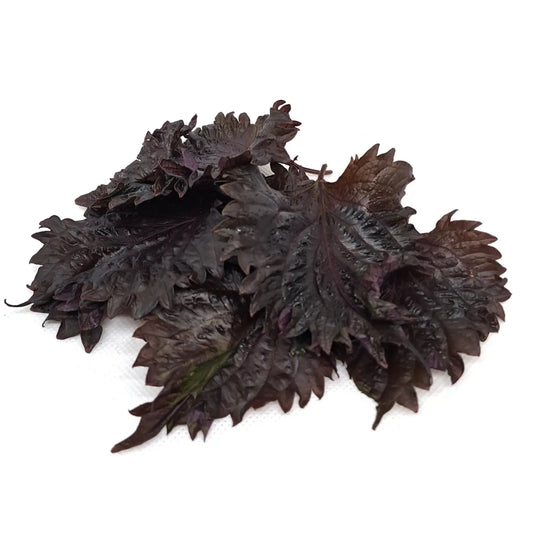 SHISO PERRILA ROSSO FOGLIE