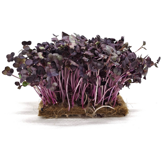 RAVANELLO VIOLA