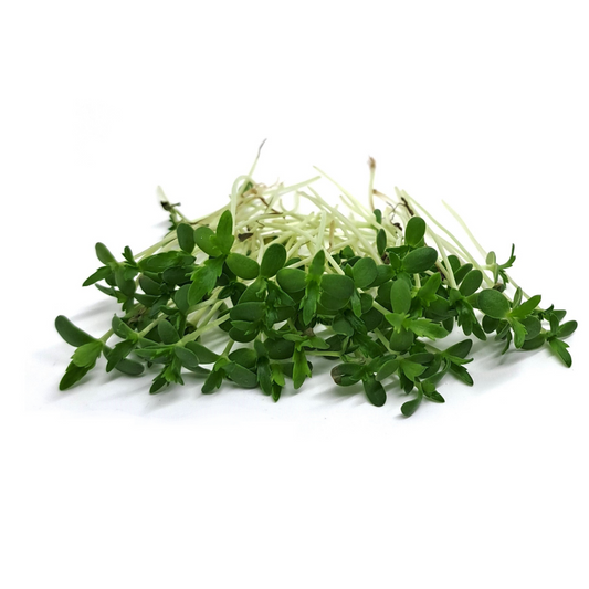 SHUNGIKU