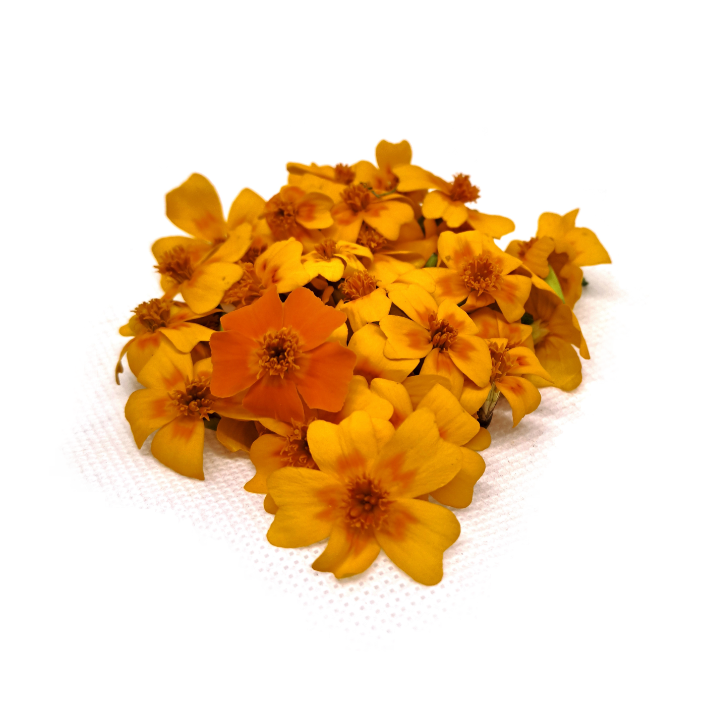 FIORI DI TAGETE