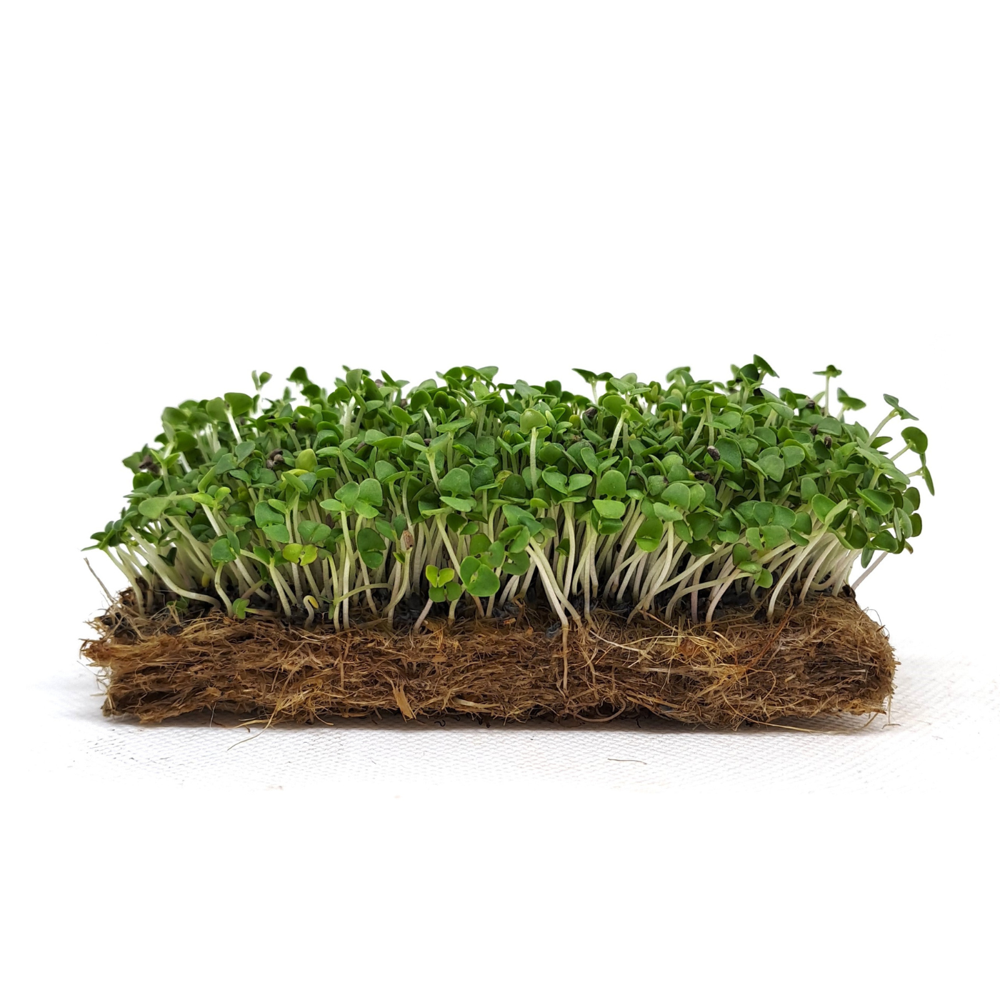 BASILICO GRECO