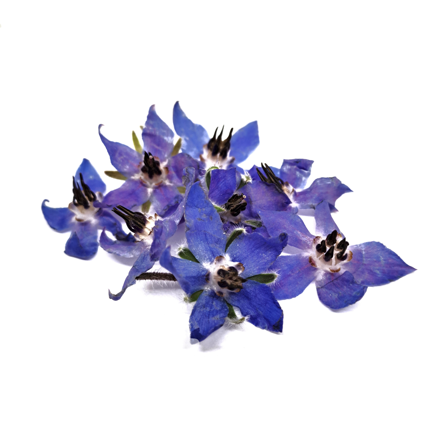 BORRAGINE FIORI EDULI