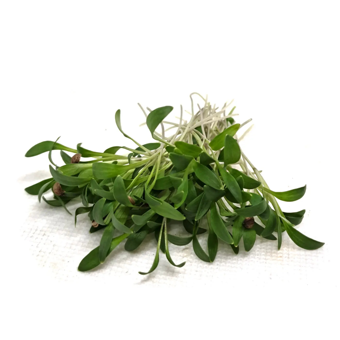 CORIANDOLO