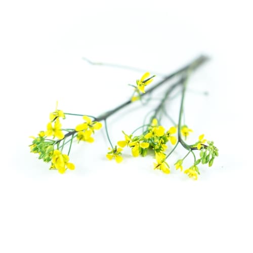 FOGLIE DI SENAPE