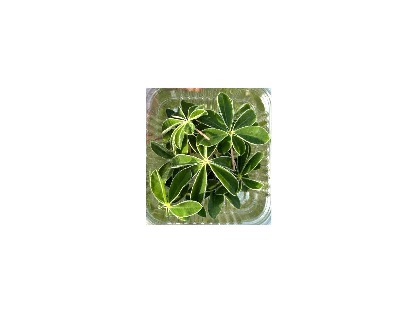 Foglie di Lupino — Centrale Vertical Farm