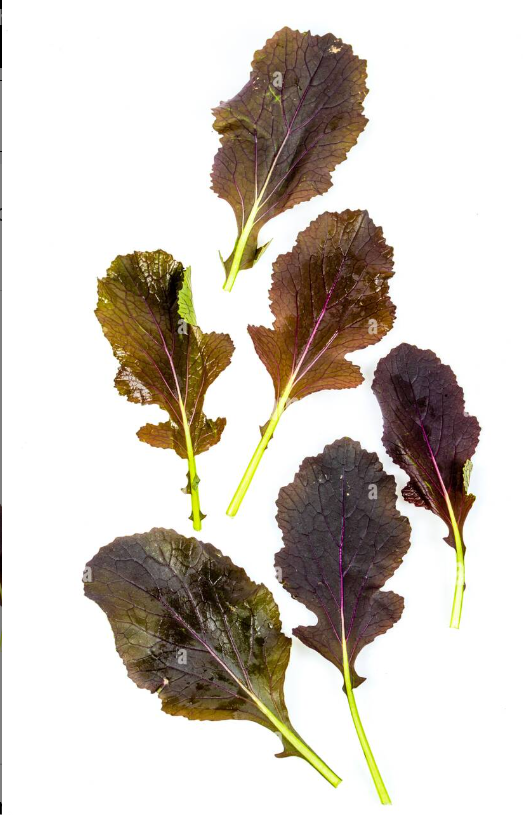 FOGLIE DI SENAPE
