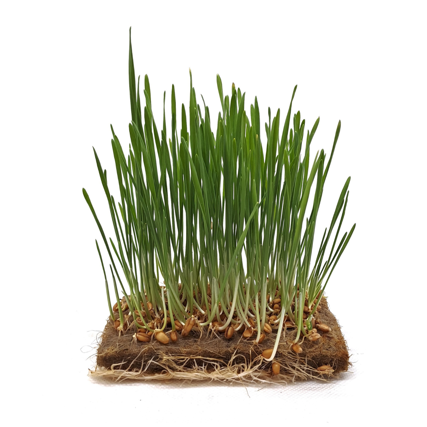 GRANO (Wheatgrass)