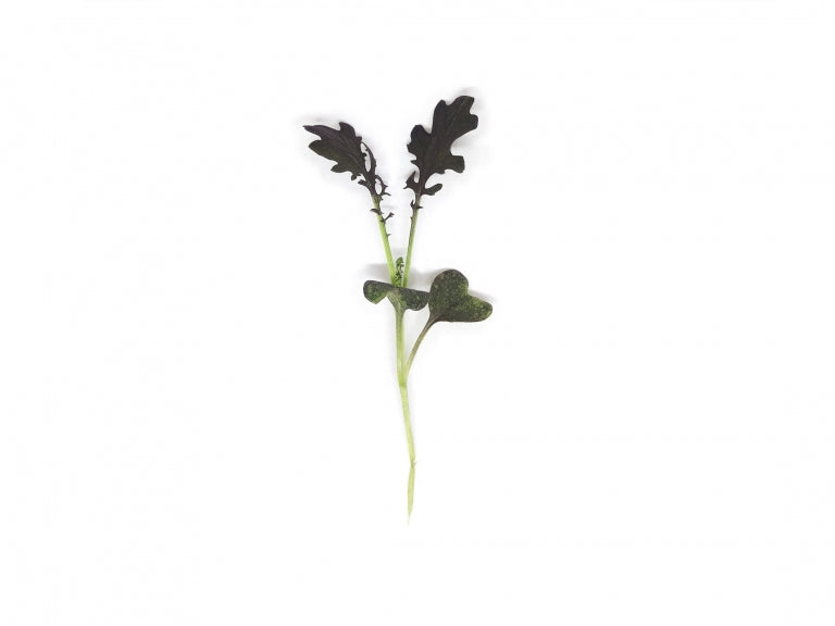 MIZUNA ROSSA SHIRO OVERGROWN