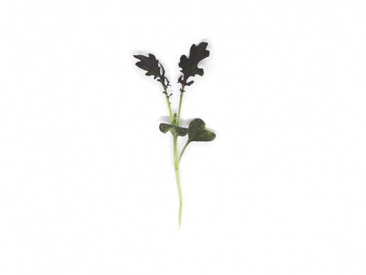 MIZUNA ROSSA SHIRO OVERGROWN