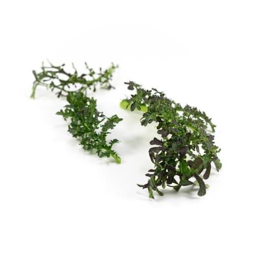 MIZUNA ROSSA SHIRO OVERGROWN