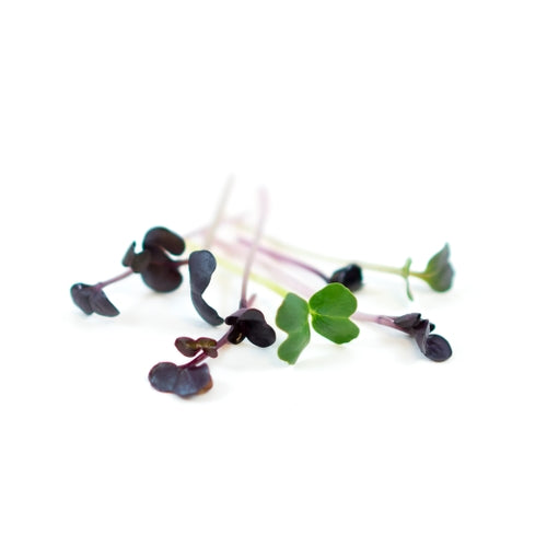 RAVANELLO VIOLA
