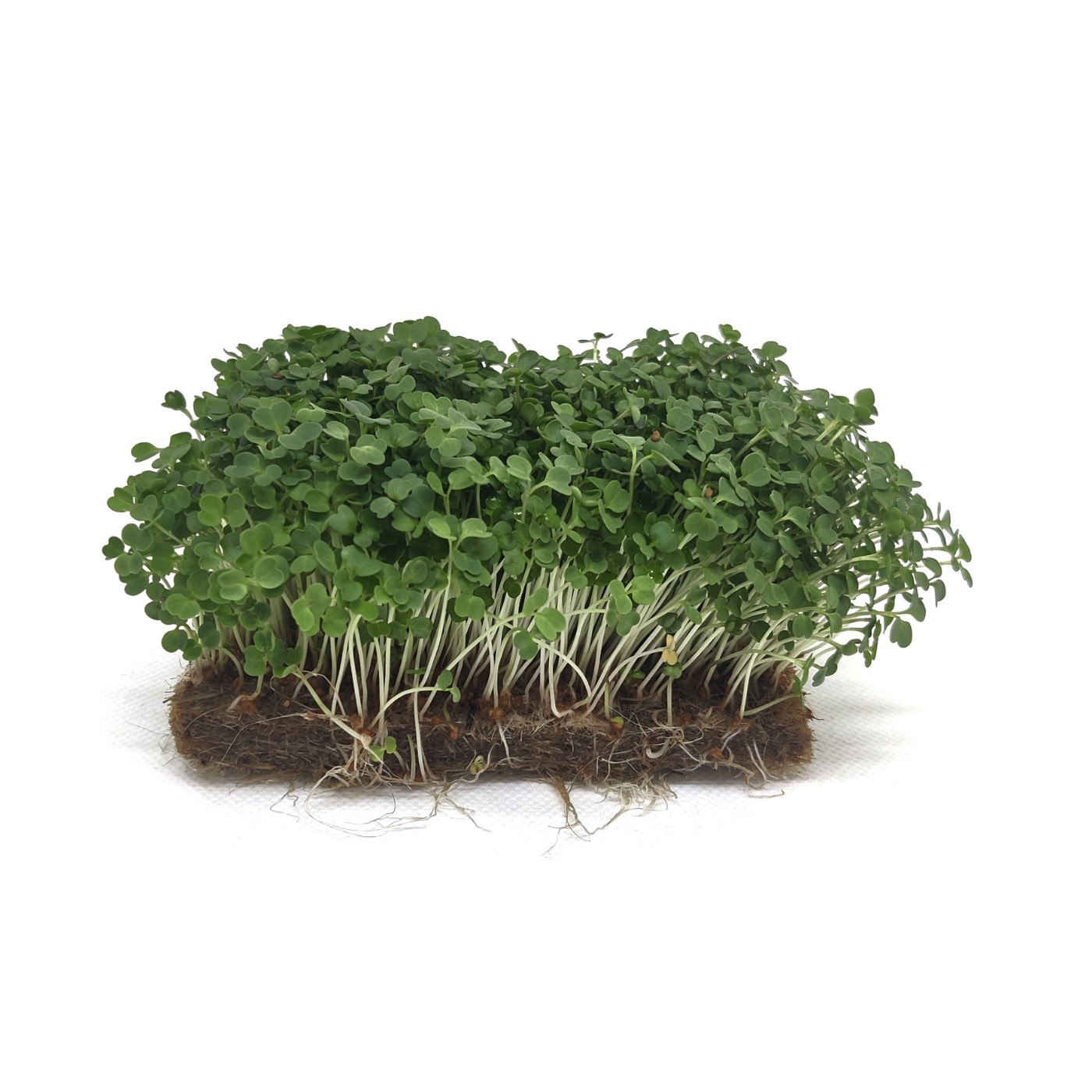 RUCOLA