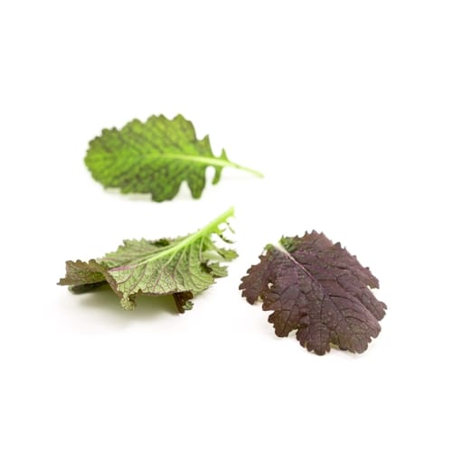 FOGLIE DI SENAPE