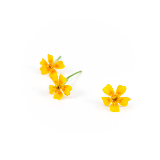 FIORI DI TAGETE